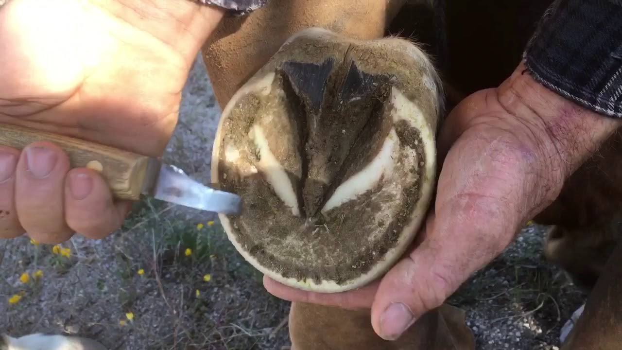 HOOF BUILDING TRIM | Weekly Maintenance Trim on Dante