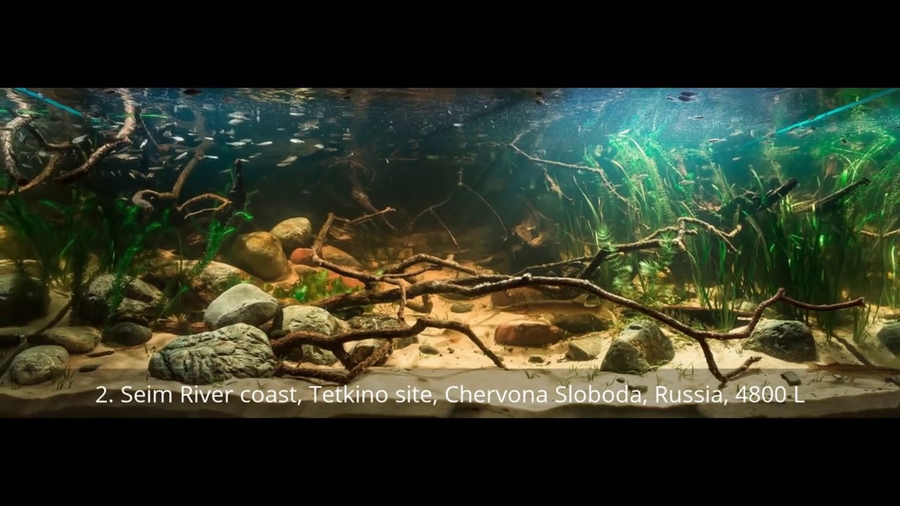 TOP50 Biotope Aquarium Design Contest BADC 2016