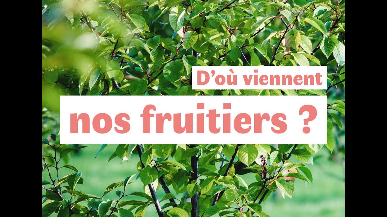 De l’origine des cerisiers à l’intérêt de la diversité génétique face au changement climatique