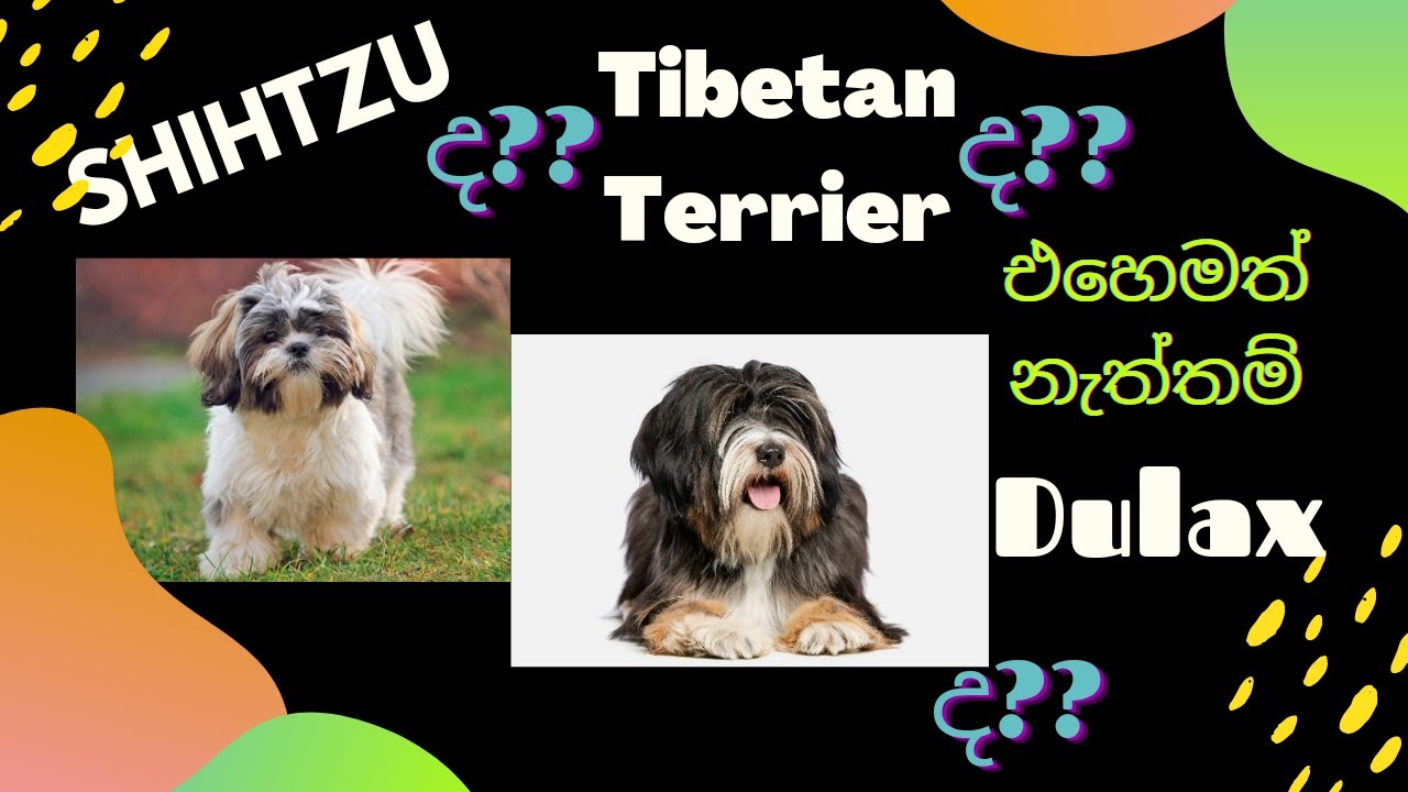 All facts about Tibetan Terrier in Sinhala | පුළුන් බෝලෙ වගේ පේන Tibetan Terrier | SL Terrier Cuties