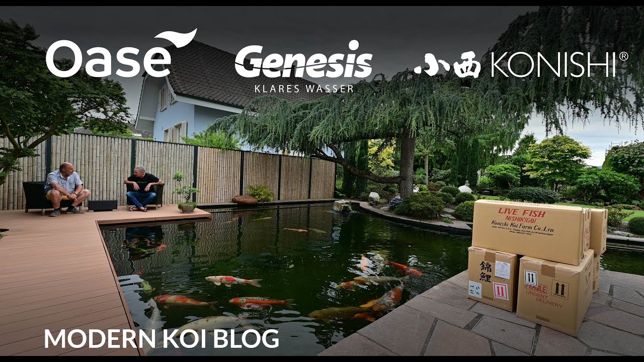 Modern Koi Blog #5460 - Schweiz Spezial Susannas und Hans-J&uuml;rgs Traumteich nach dem Umbau