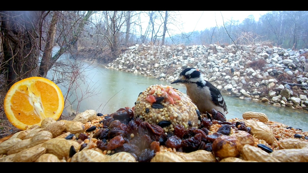 Snack time at the Little Fork creek side bird feeding station - Best Life Birding