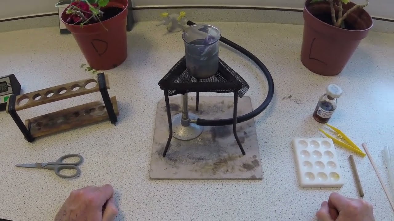 Light / Dark Plants Starch Test