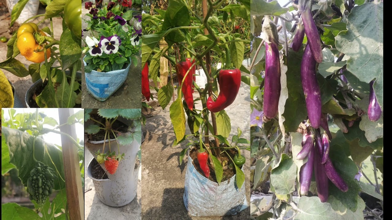 HOW TO GROW ORGANIC VEGETABLES AT HOME/WHAT IS ROOFTOP GARDEN /HOW TO START KITCHEN GARDENING