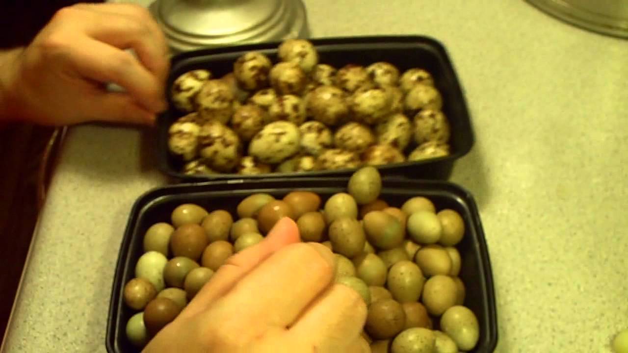 Chinese Button Quail Mutations.