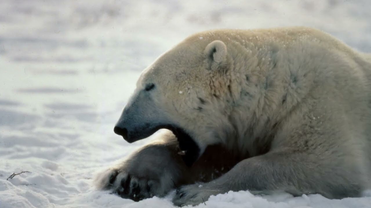 Vintage Wildlife Slides – Polar Bears & Arctic Wolves (North Pole, 35mm Scan)