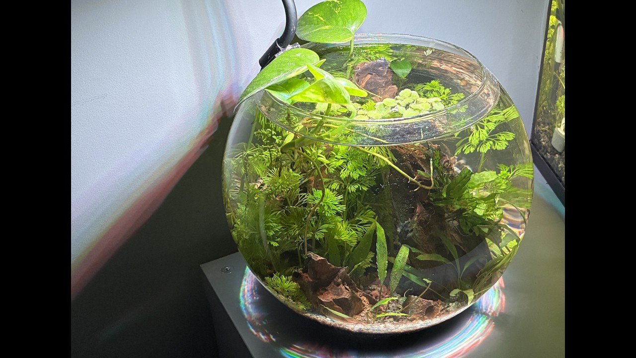 new bowl aquarium aquascape dragon stone no tech setup you can't miss