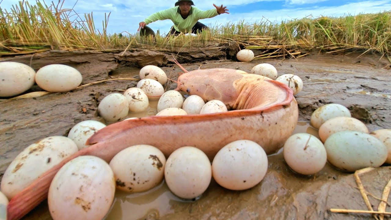 Top amazing fishing videos, fishermen picking fish eggs in the rice fields and harvesting them.