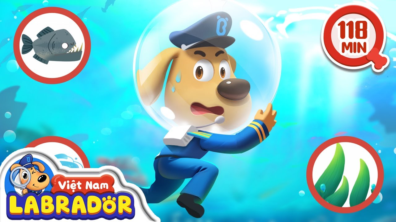 🏊‍♂️ Hãy bơi lội ở những khu vực an toàn 🤿 Labrador bơi an toàn 👮 Cảnh sát trưởng Labrador Vietnam 🚔