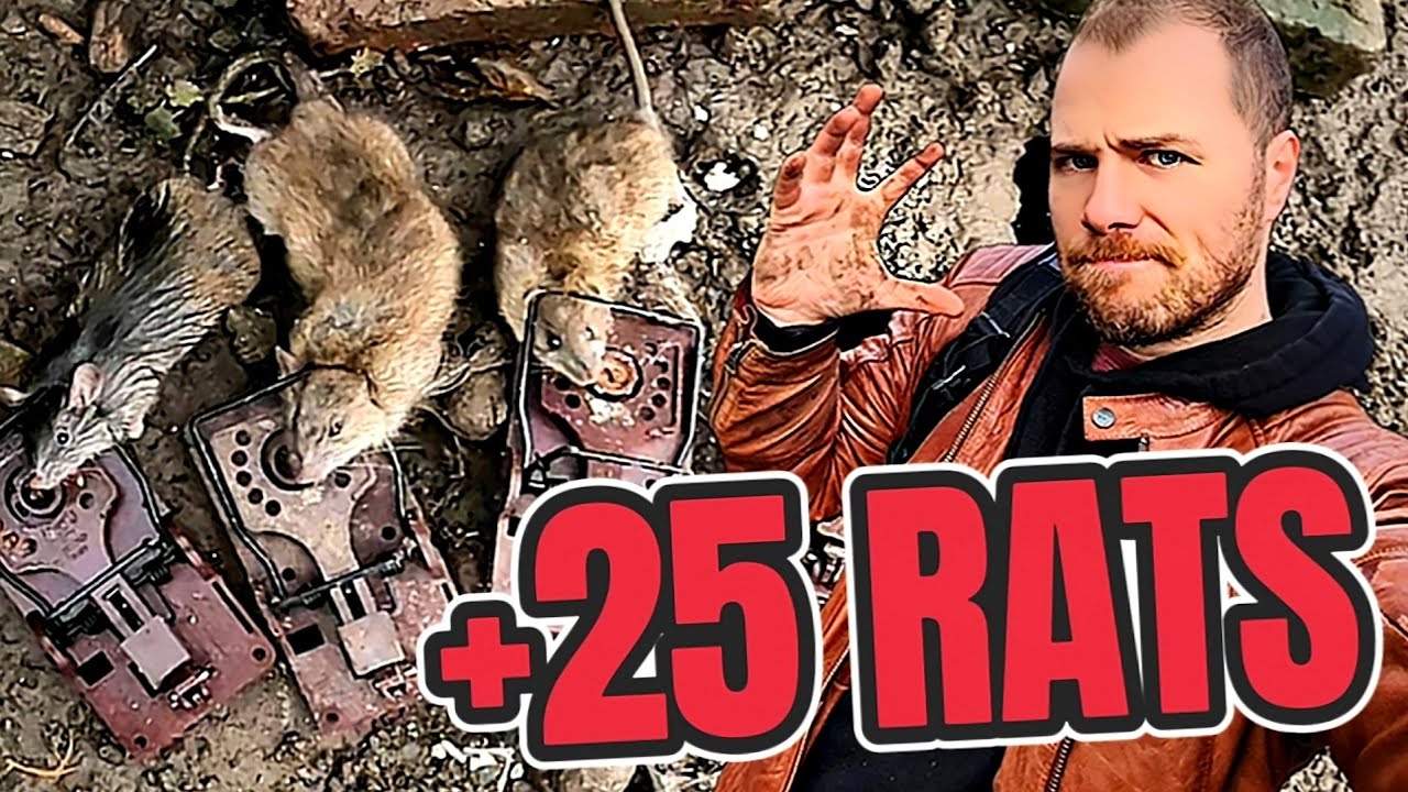 CARNAGE chez les RATS ! (ça tape à tout va !)
