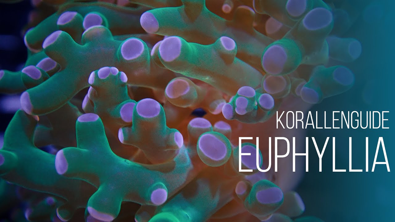 Korallenguide: Euphyllia | Hilfreiche Pflegetipps, typische Probleme & Fragmentierung | Coralaxy