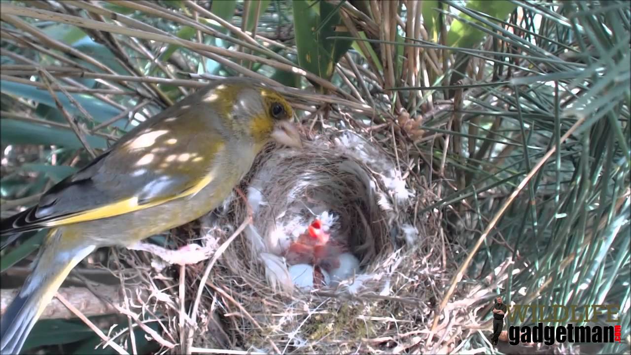 Wildlife Gadget Man - Greenfinch Nest 1 May 2015