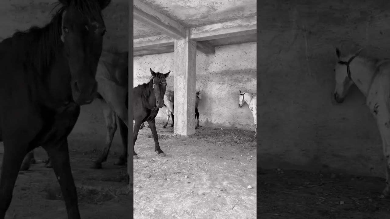 Horses in a parking garage in Addis #ethiopia #feres #horses #photography