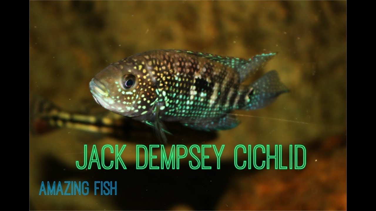Jack Dempsey Cichlid: Amazing Fish