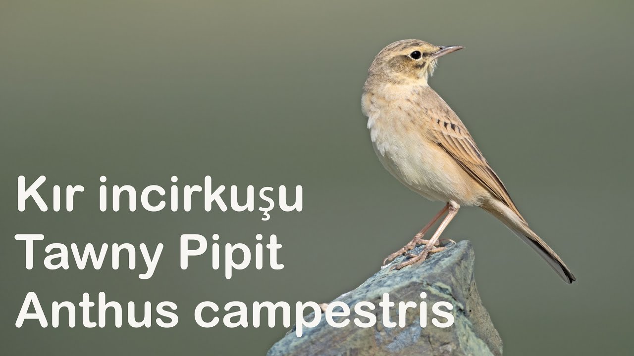 #Kır incirkuşu   #Tawny Pipit   #Anthus campestris #XH2S  #fujifilm_150_600mm #Review #birds