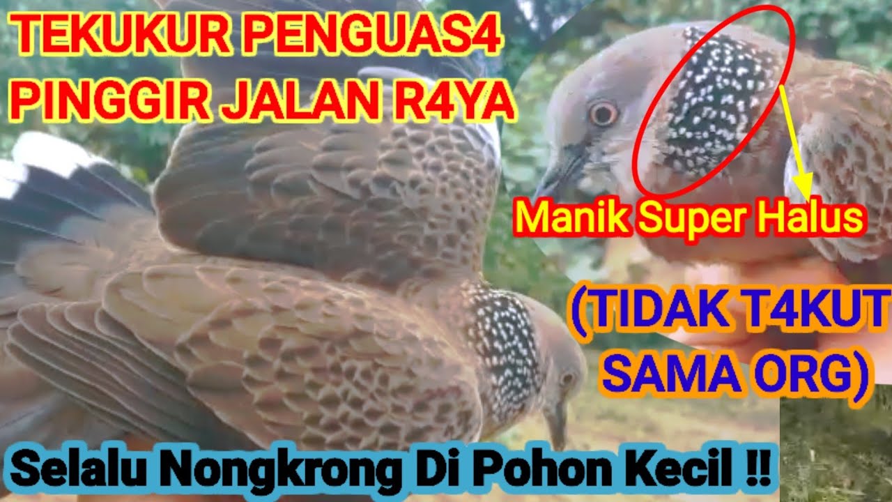 🔴TEKUKUR PENGU4SA PINGGIR JALAN RAYA//SELALU NONGKRONG DI POHON KECIL#@TekukurSianjur