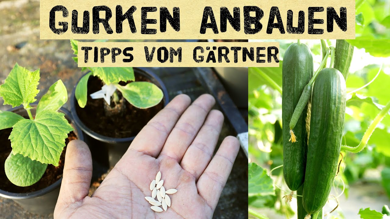 Gurken anbauen - Aussaat, pflanzen, düngen, anbinden und pflegen. Wann kann ich Gurken aussäen?