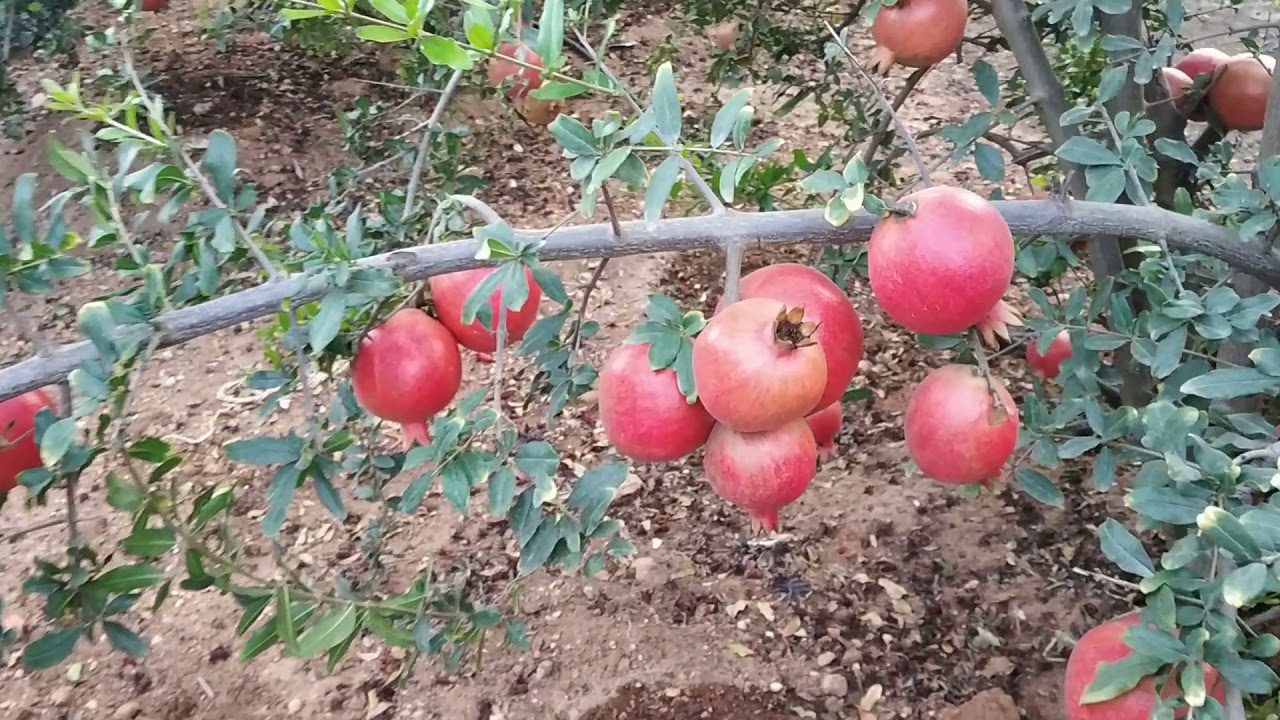 Pomegranates farm fresh.09448849995#fruitssupplyindia
