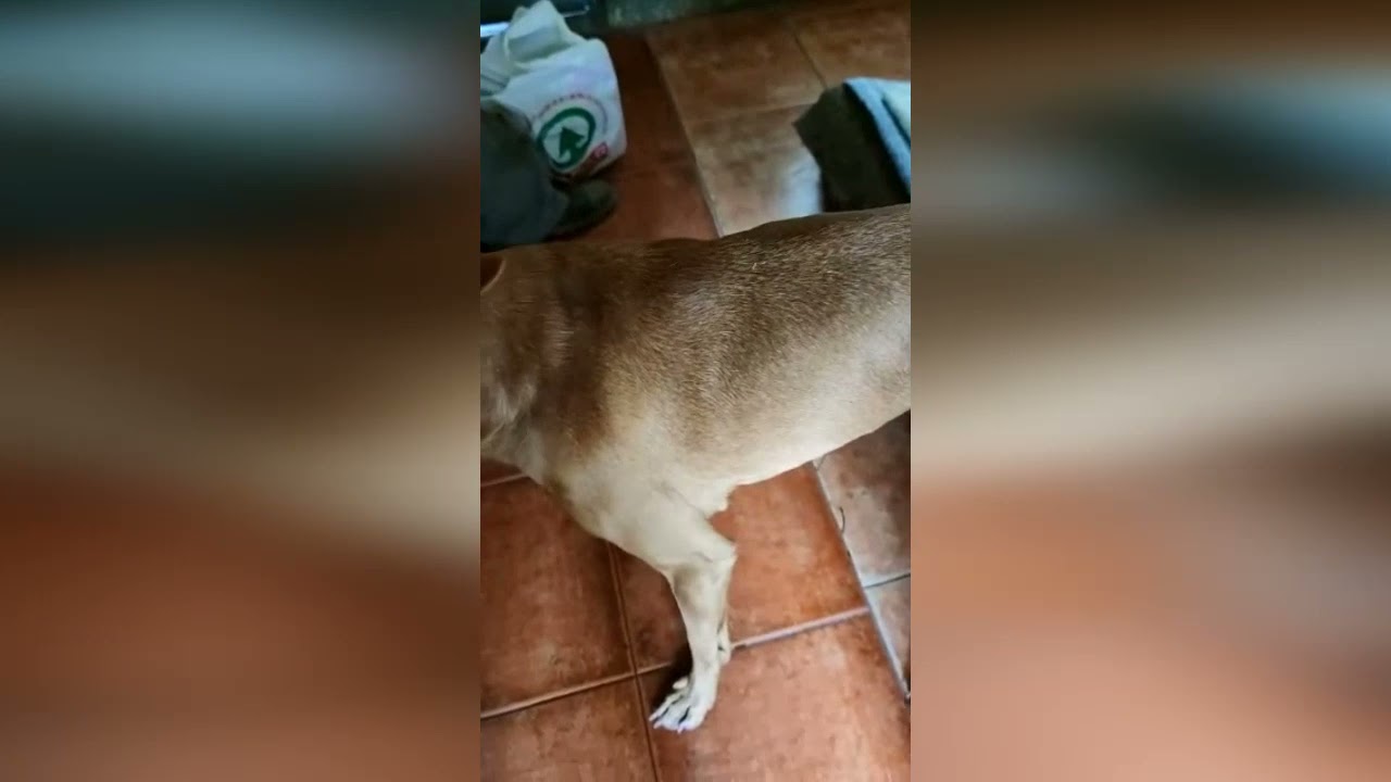 Los perros rescatados de las coladas del volc&aacute;n de La Palma se encuentran bien y fuera de peligro