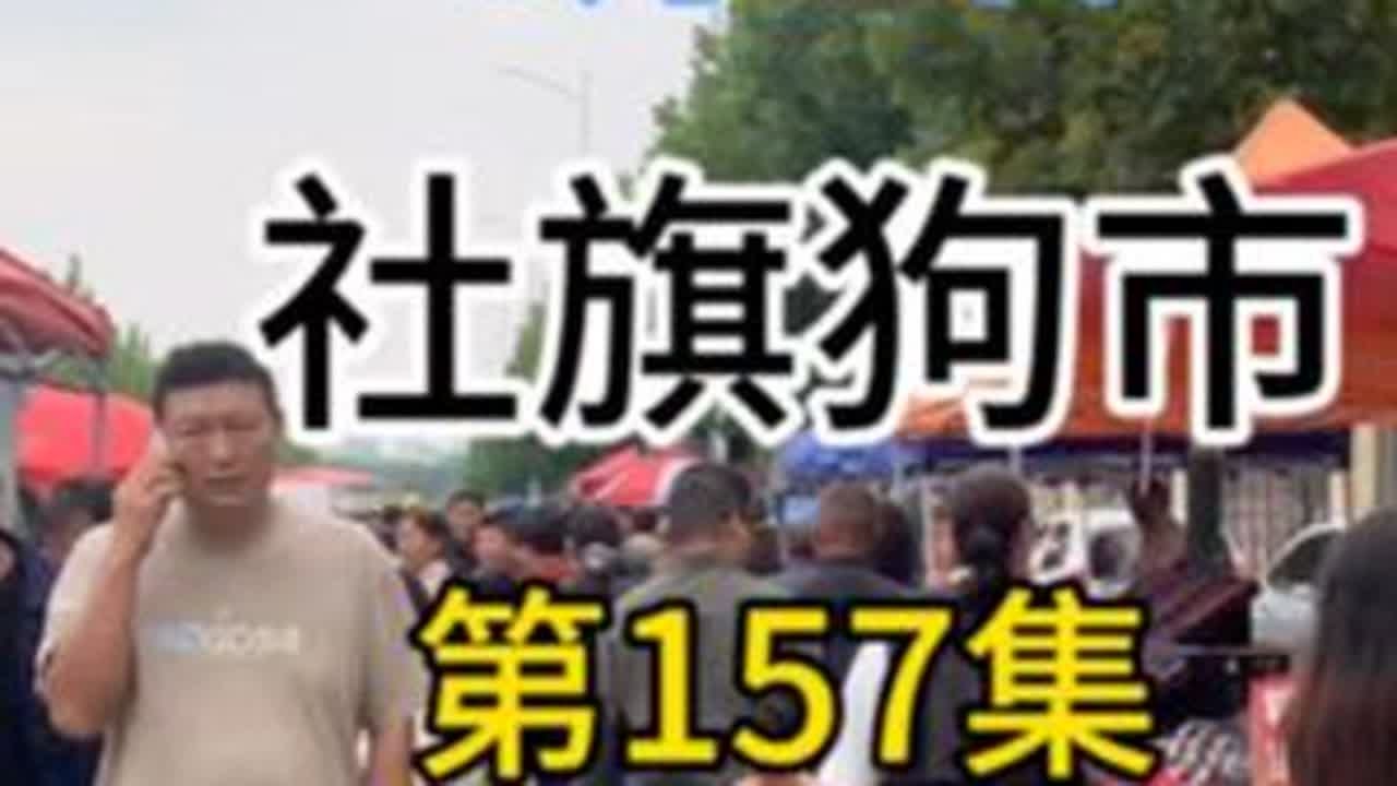 第157集 社旗狗市 这集有比熊，泰迪，博美，金毛，约克夏，杜宾，罗威纳，腊肠，红狼