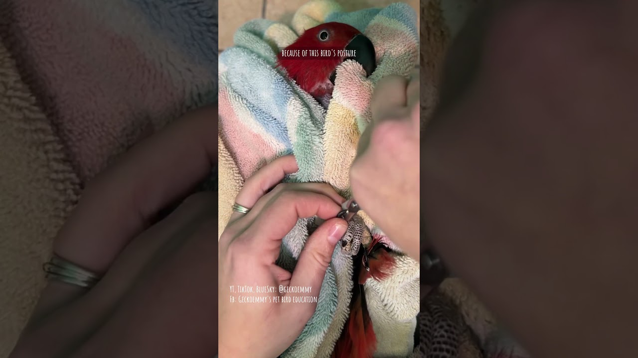 A rescued eclectus parrot gets a fresh start