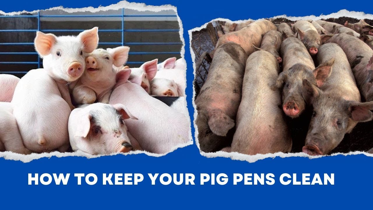 How to keep your pig pens clean.||Sweeping done twice in a day||Muthoni the Pig Farmer.