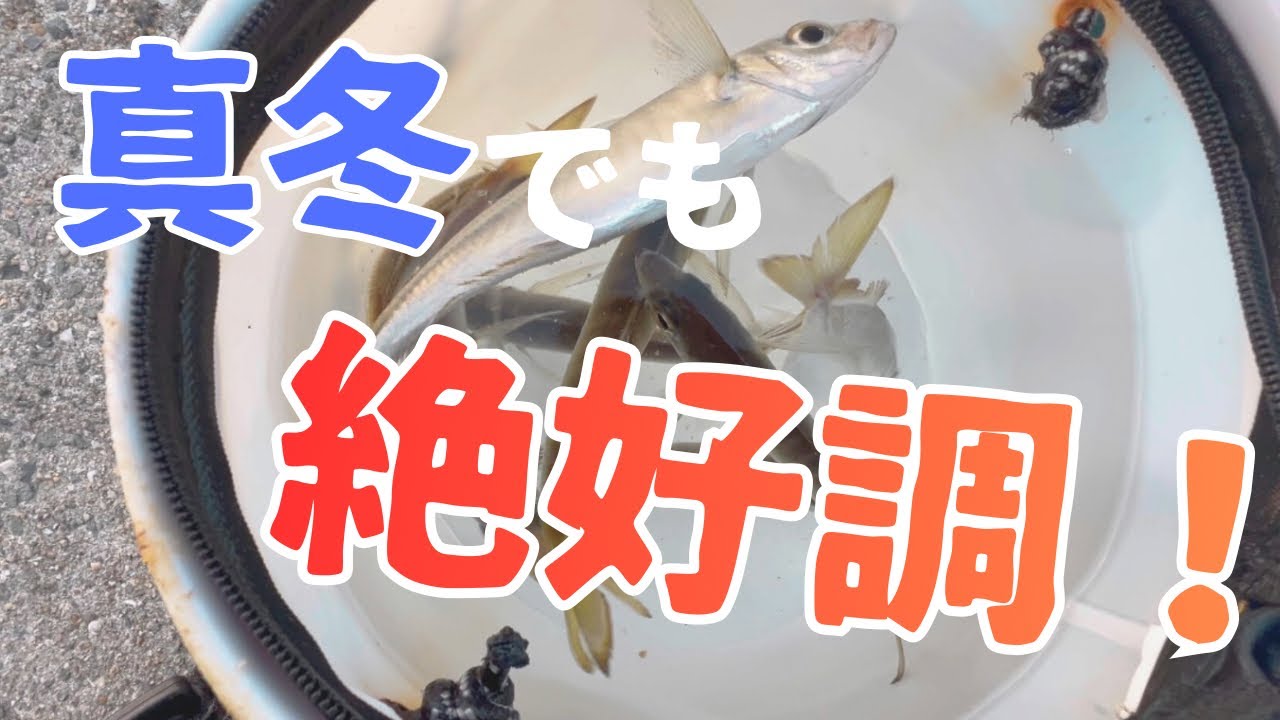 雑賀崎漁港に行ってみたらアツアツでした【和歌山　釣り】