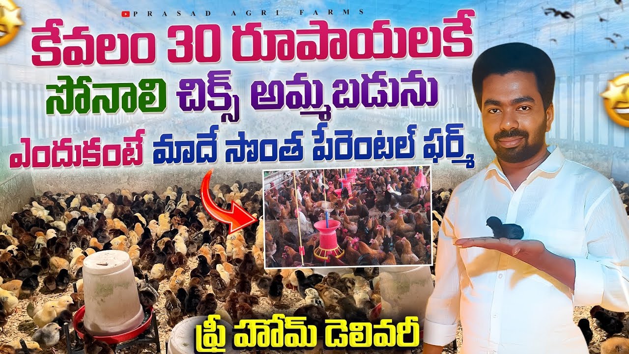 తక్కువ ధరకే సోనాలి చిక్స్ || lowcost sonali chicks for sale telugu  ||#sonalichickssale#telugu#viral