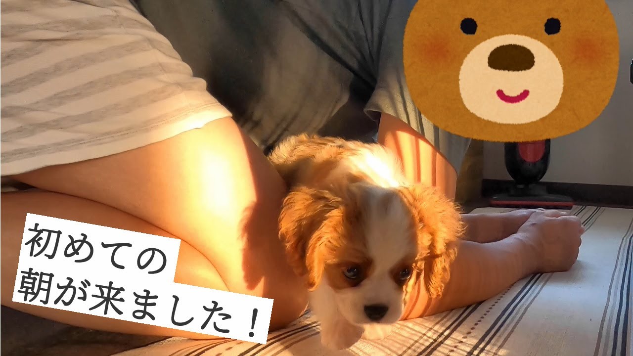 【初めての朝】我が家に迎えて一夜明けたキャバリアの2ヵ月仔犬