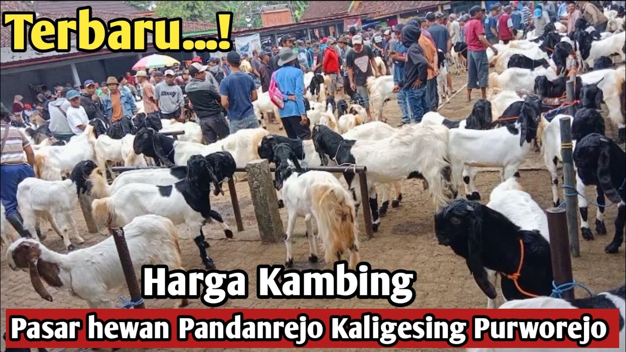 Terbaru....!!HARGA KAMBING DI PASAR HEWAN PANDANREJO KALIGESING PURWOREJO 