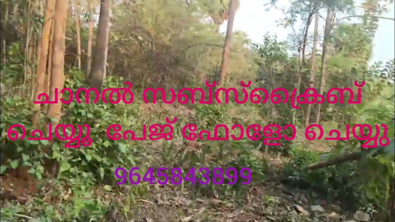 സെന്റിന് ₹21000:രൂപയ്ക്ക് പാലക്കാട് ജില്ലയിലെ അമ്പലപ്പാറ പഞ്ചായത്ത് ബസ് റൂട്ടിൽ നിന്നും 100 മീറ്റർ 🙏