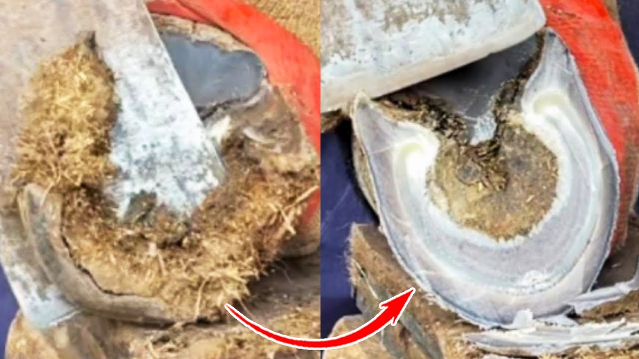To repair the donkey's hoof, the master uses a half-meter long shovel to cut directly!