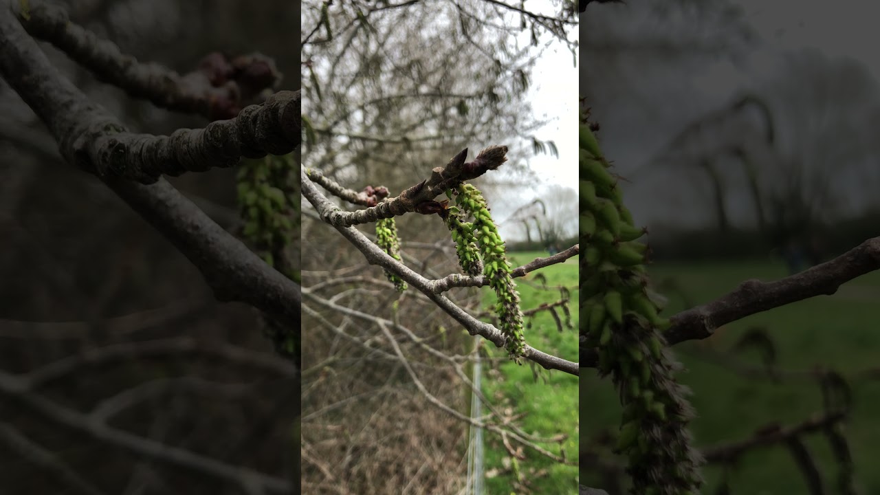 Aspen - female catkins, twigs & buds - March 2021