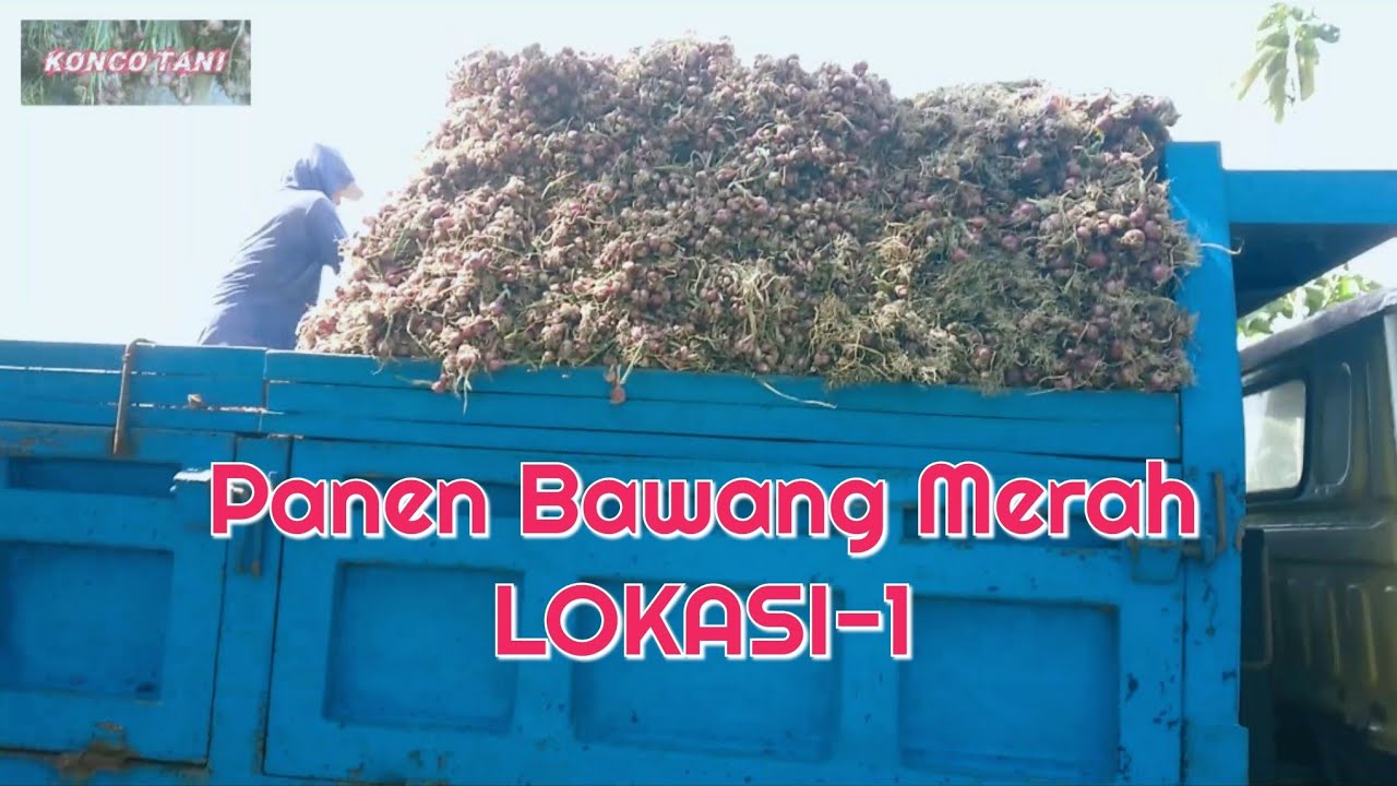Panen Bawang Merah Lokasi1, dipanen di Usia 67Hst