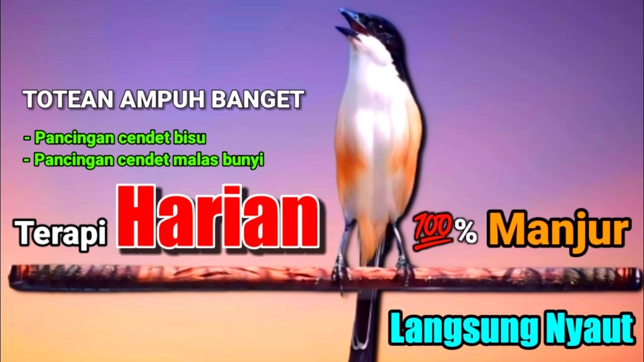 CENDET TOET TOET GACOR ahlinya mengundang bunyi