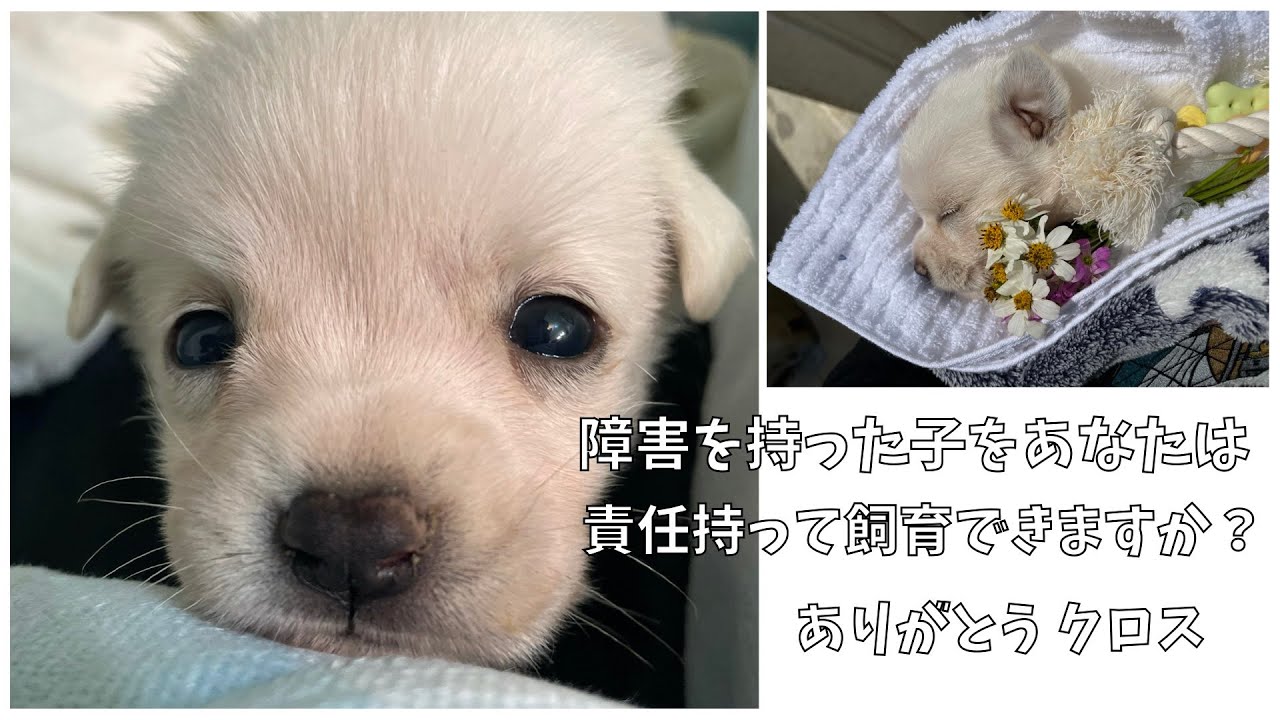 【保護犬】６頭同時に生まれたけどクロスだけ大きくなりませんでした。がんばったね。大好きだよ。ありがとう。