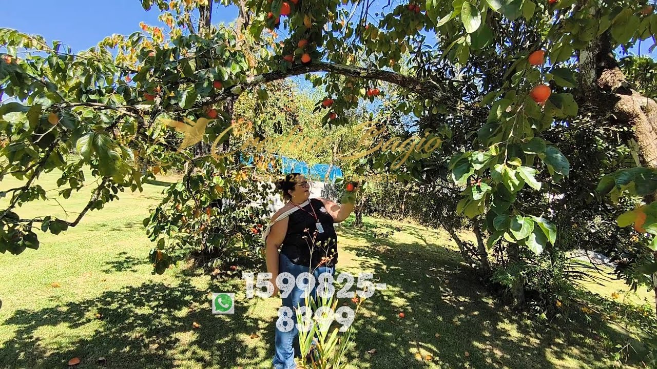 🚨 VENDIDA 🚨 SÍTIO IBIÚNA SP🏡 grande BELÍSSIMO completo CASA PISCINA POMAR CAMPO FUTEBOL#imoveis