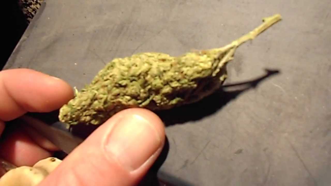 BIG OG KUSH PIPE HIT BY BIGTOMSCIENCE