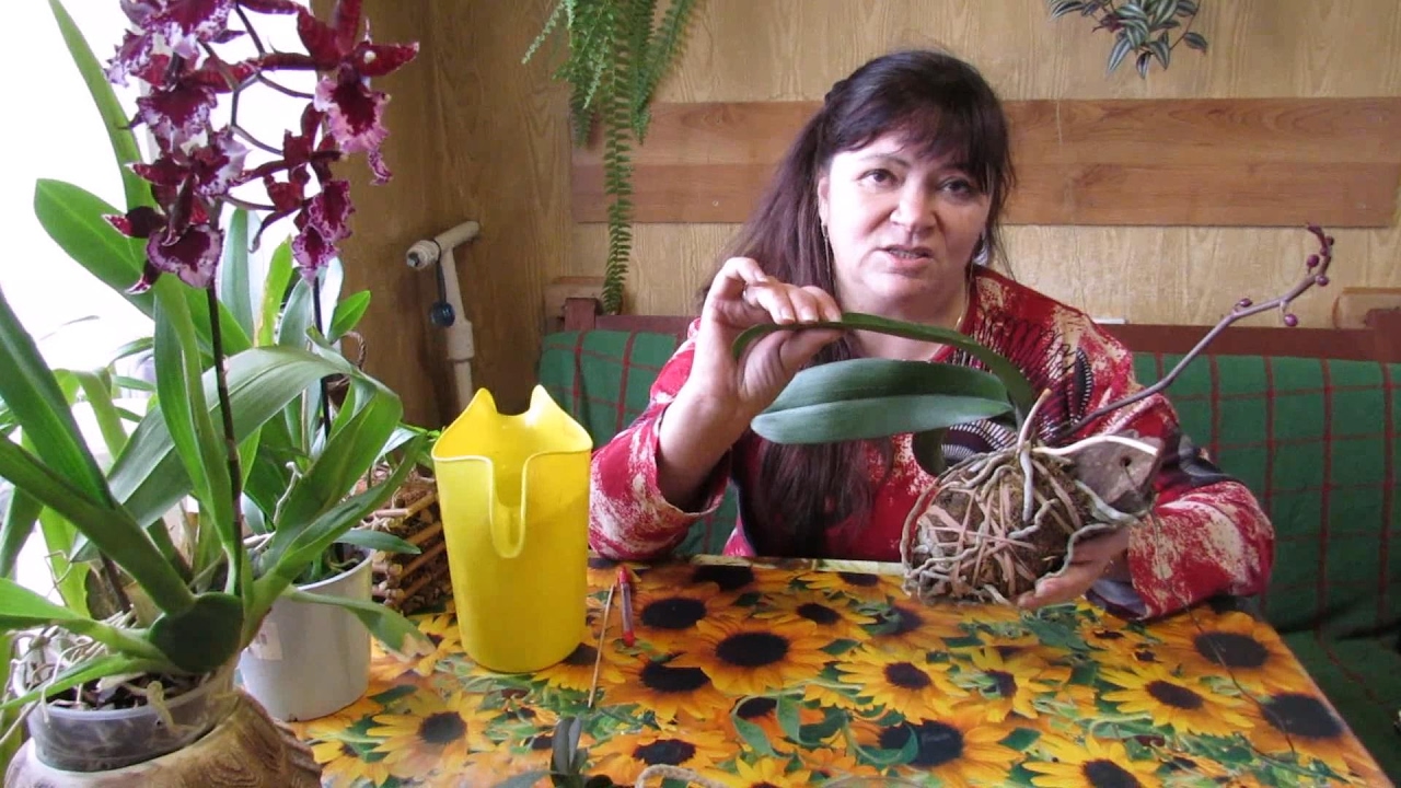 Полив ОРХИДЕЙ. Мой опыт.