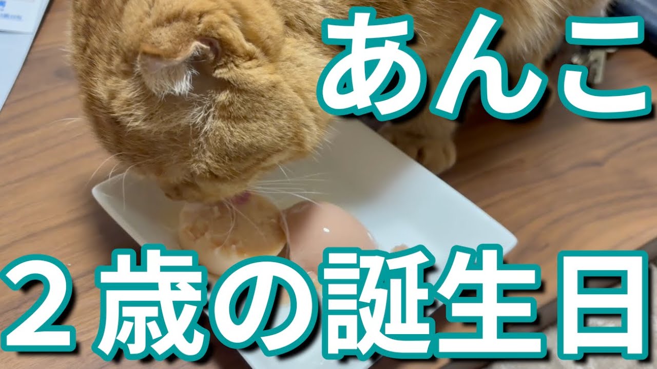 【癒し猫】あんこ2歳の誕生日