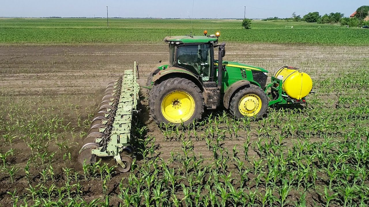 Kukorica sorközművelés 2019 | John Deere 7215R + Orthman 8315
