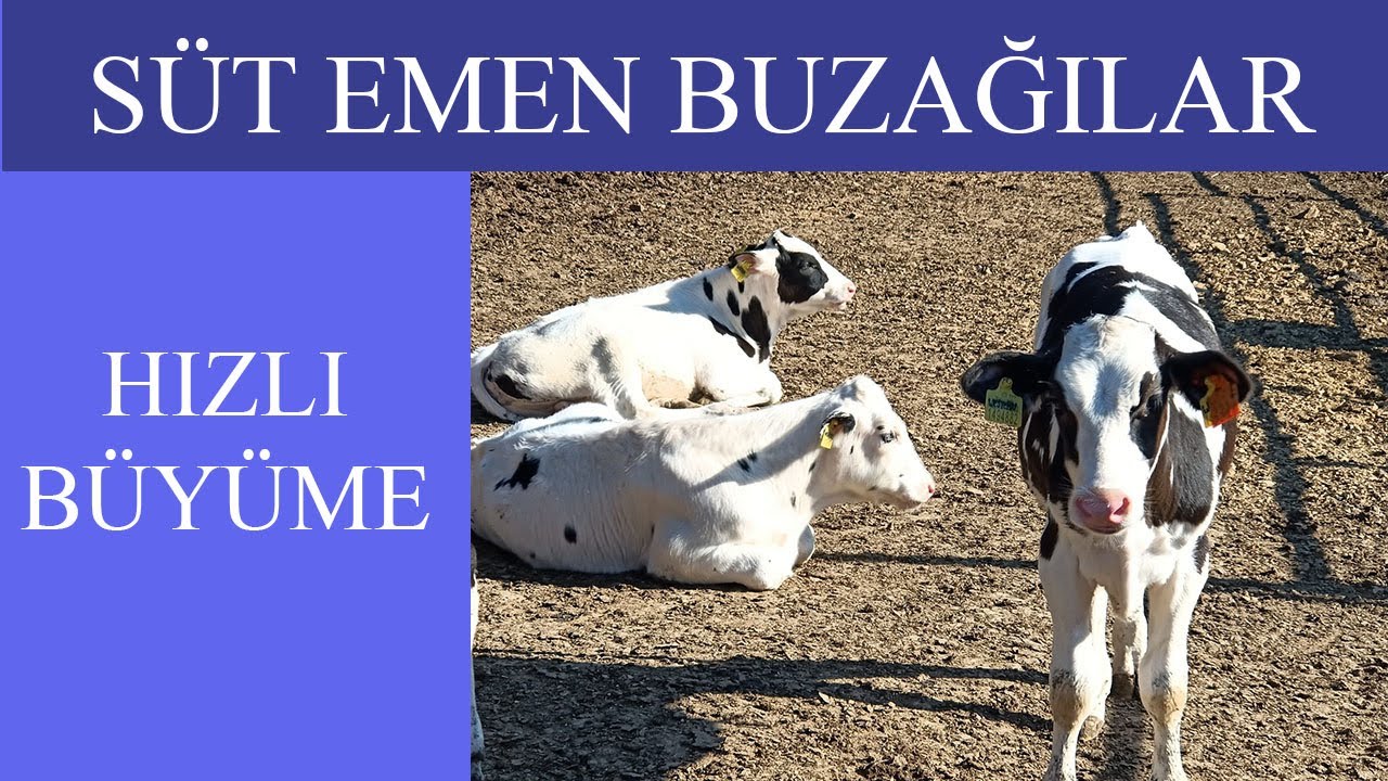 Buzağı Çok Süt İçerse Ne Olur, Süt Emen Buzağılar, Buzağı Rasyonu, Sütten Kesmek, Yeme Alıştırmak