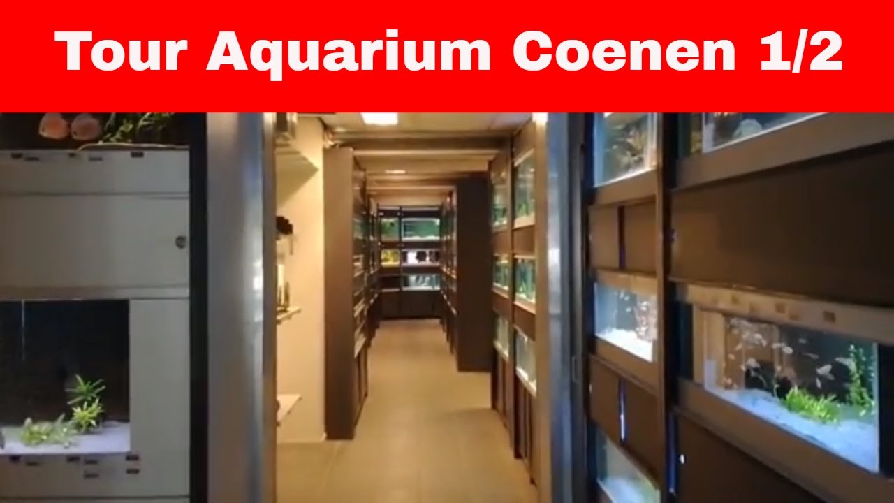 Winkel tour: Aquarium Coenen Deel 1: Cichliden en Tetra's