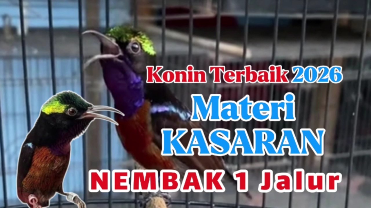 🔴 Kolibri Ninja Gacor full nembak mewah kemewahan‼️