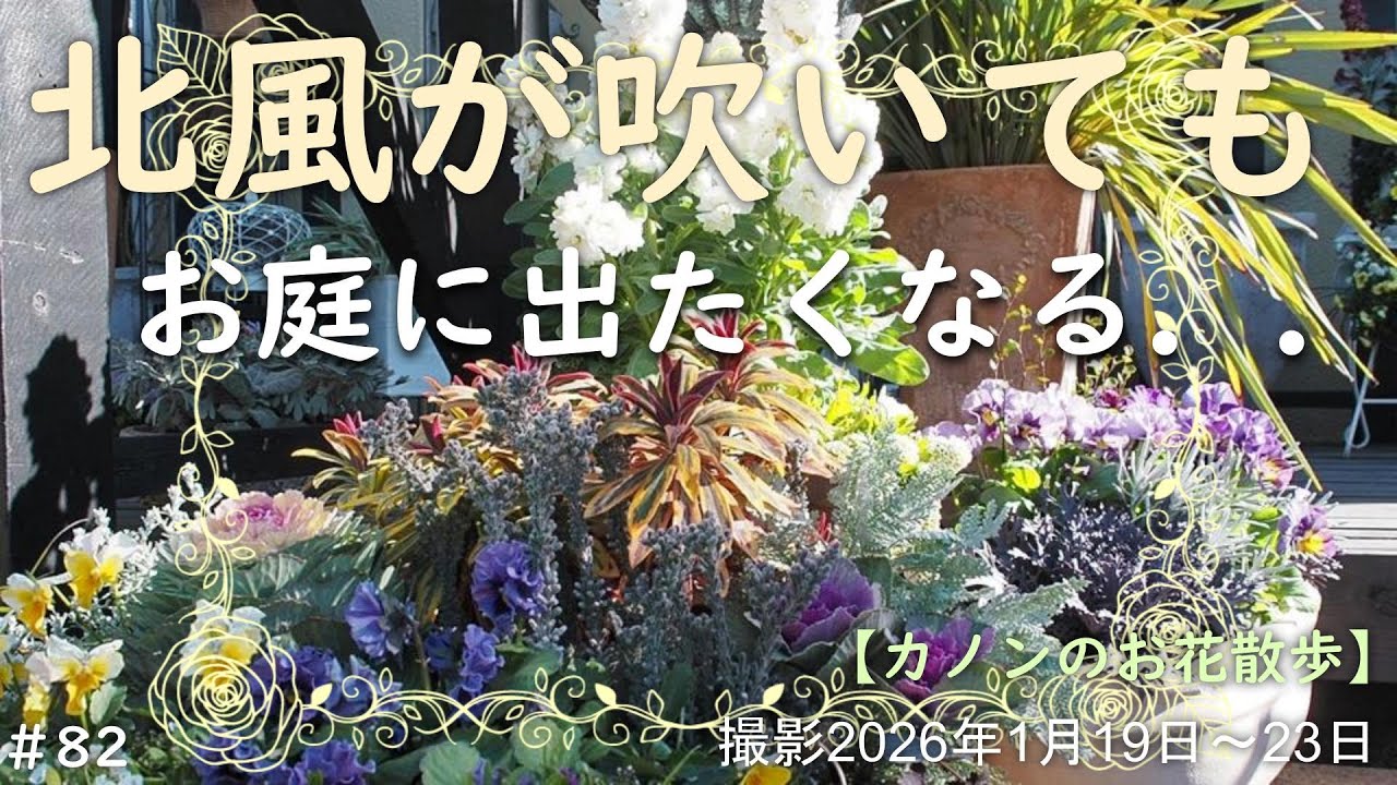 ＃82　北風が吹きお花には厳しいこの時期　でも庭に出ては春に向けてのお花植えや花壇の模様替えなどの作業　ウッドデッキやフェンスの改造準備など終わりのないガーデニング