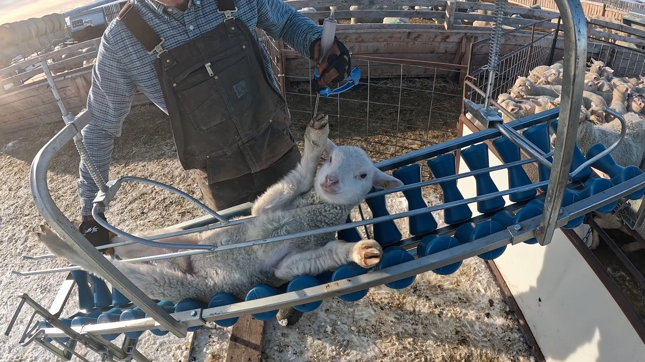 A Very Big Day For The Lambs!