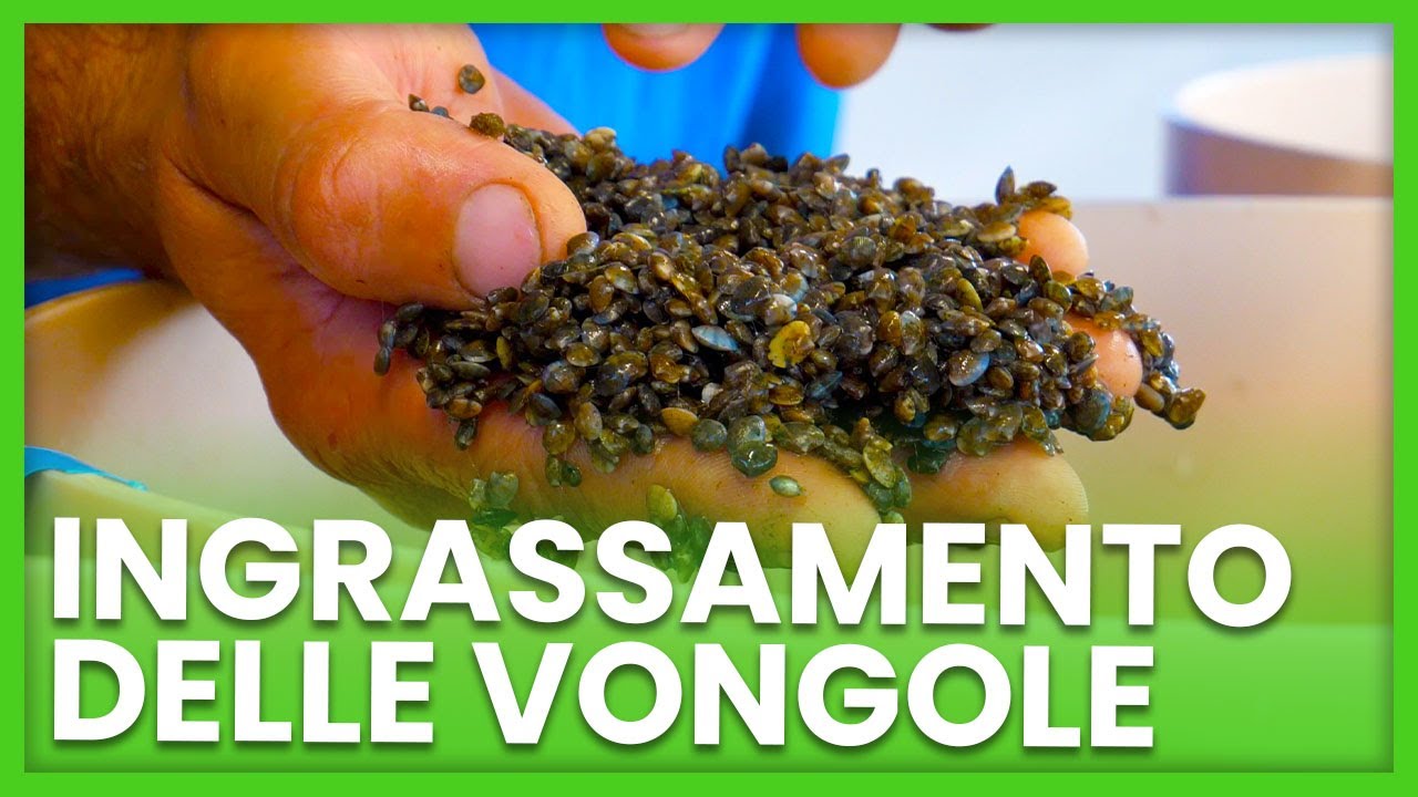 INGRASSARE LE VONGOLE? - Cooperativa Gorino - Italia Nutrizione