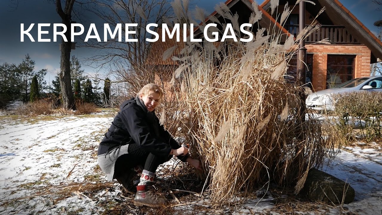 KADA geriausia kirpti smilgas
