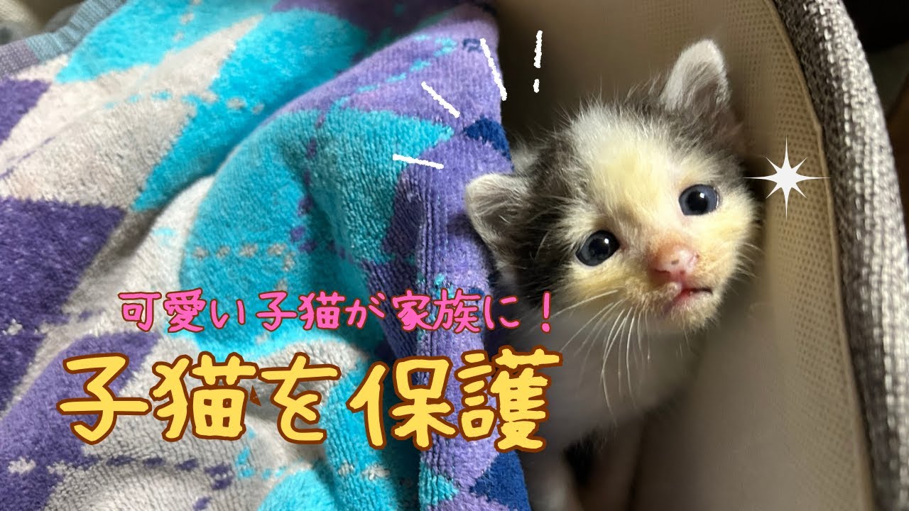 【保護猫の5日間】ちっちゃい保護猫。突然、家族が増えて戸惑うトイプードルと物怖じしない子猫。