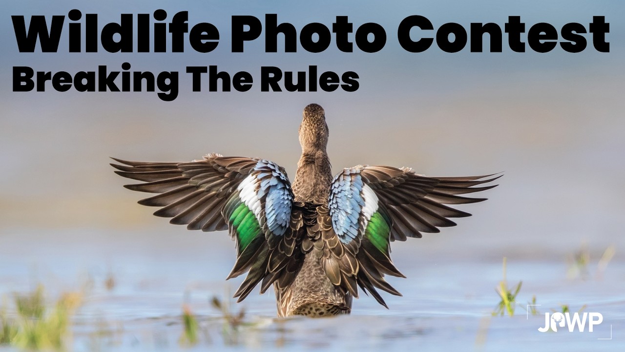 January 2026 Wildlife Photography Contest - Journal of Wildlife Photography